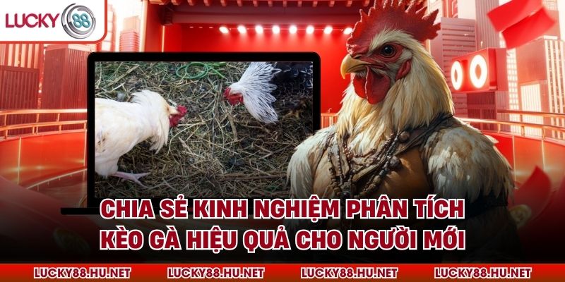 Chia sẻ kinh nghiệm phân tích kèo gà hiệu quả cho người mới