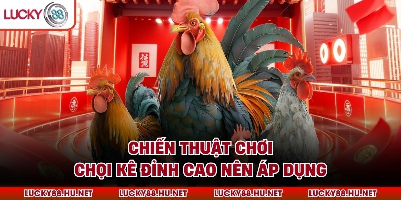Chiến thuật chơi chọi kê đỉnh cao nên áp dụng