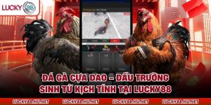 Đá Gà Cựa Dao - Đấu Trường Sinh Tử Kịch Tính Tại Lucky88