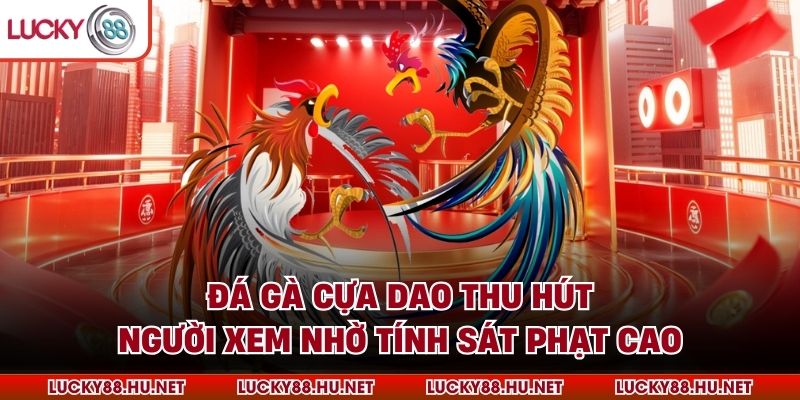 Đá gà cựa dao thu hút người xem nhờ tính sát phạt cao