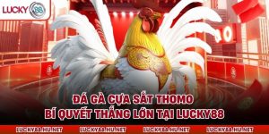 Đá Gà Cựa Sắt Thomo - Bí Quyết Thắng Lớn Tại Lucky88