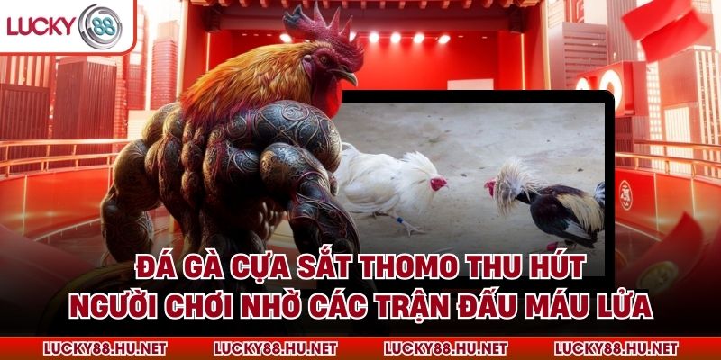 Đá gà cựa sắt Thomo thu hút người chơi nhờ các trận đấu máu lửa