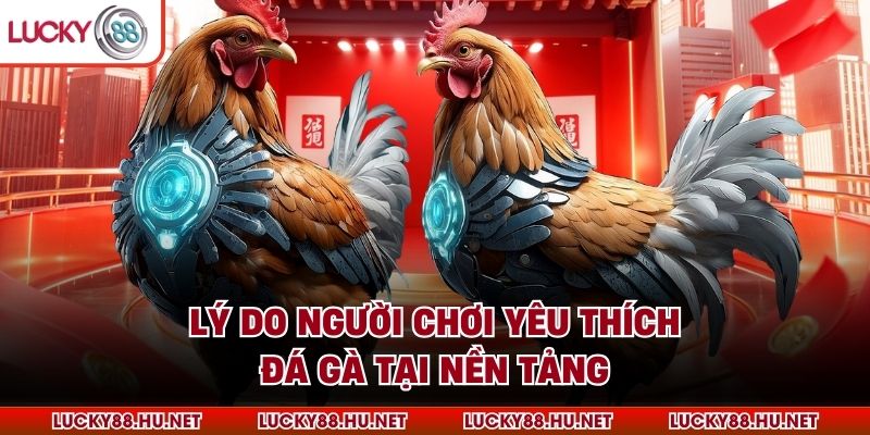Lý do người chơi yêu thích đá gà tại nền tảng
