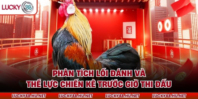 Phân tích lối đánh và thể lực chiến kê trước giờ thi đấu
