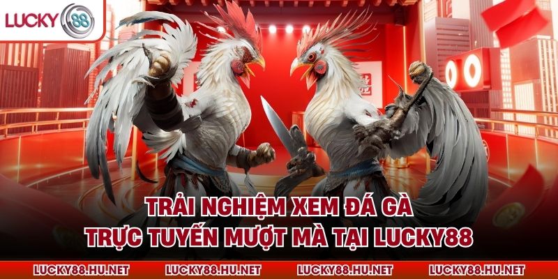 Trải nghiệm xem đá gà trực tuyến mượt mà tại Lucky88